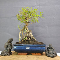 Snow Rose (Serissa) Bonsai Tree | Broom | In 20cm Pot