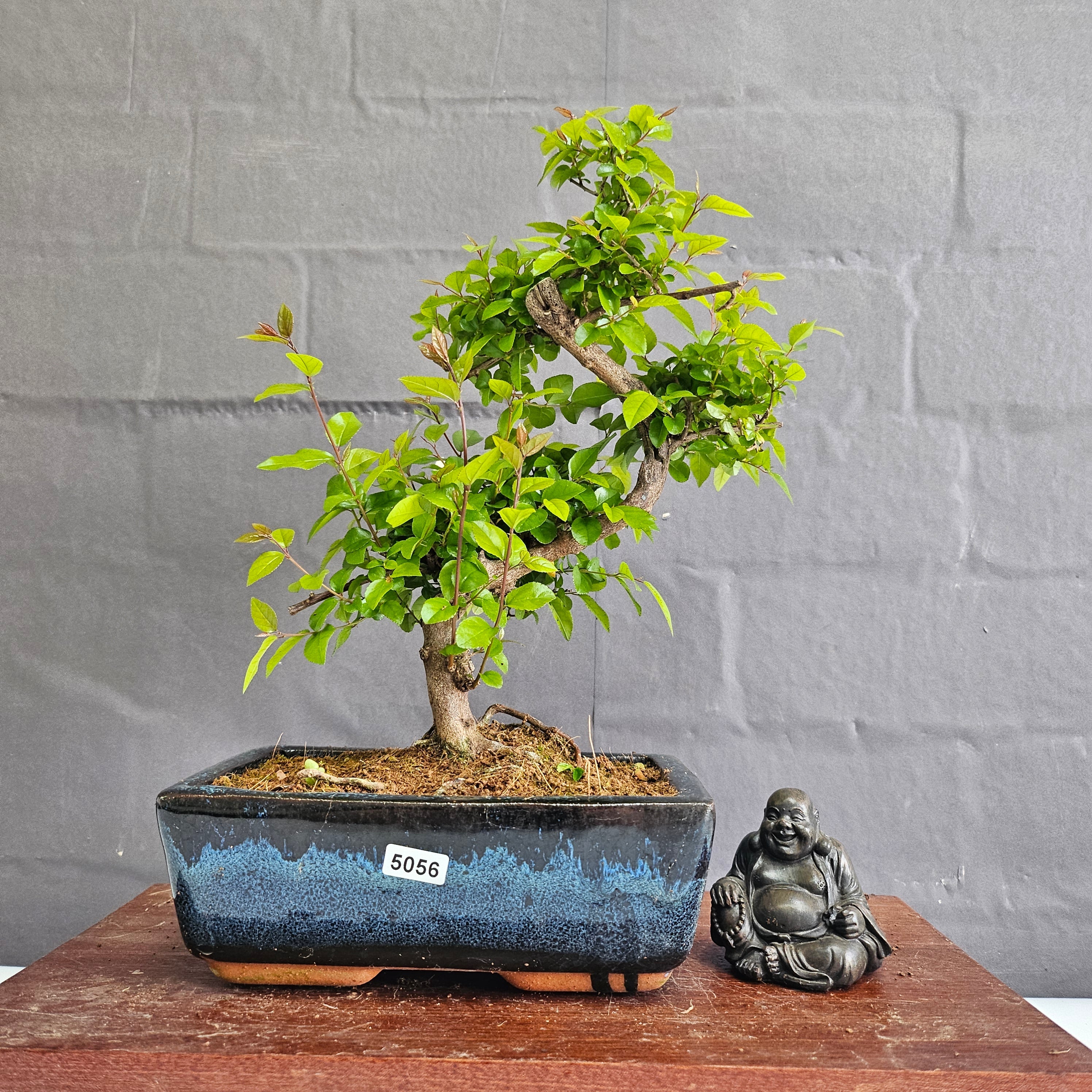 Bird Plum (Sageretia) Bonsai Tree | Shaped | In 20cm Pot