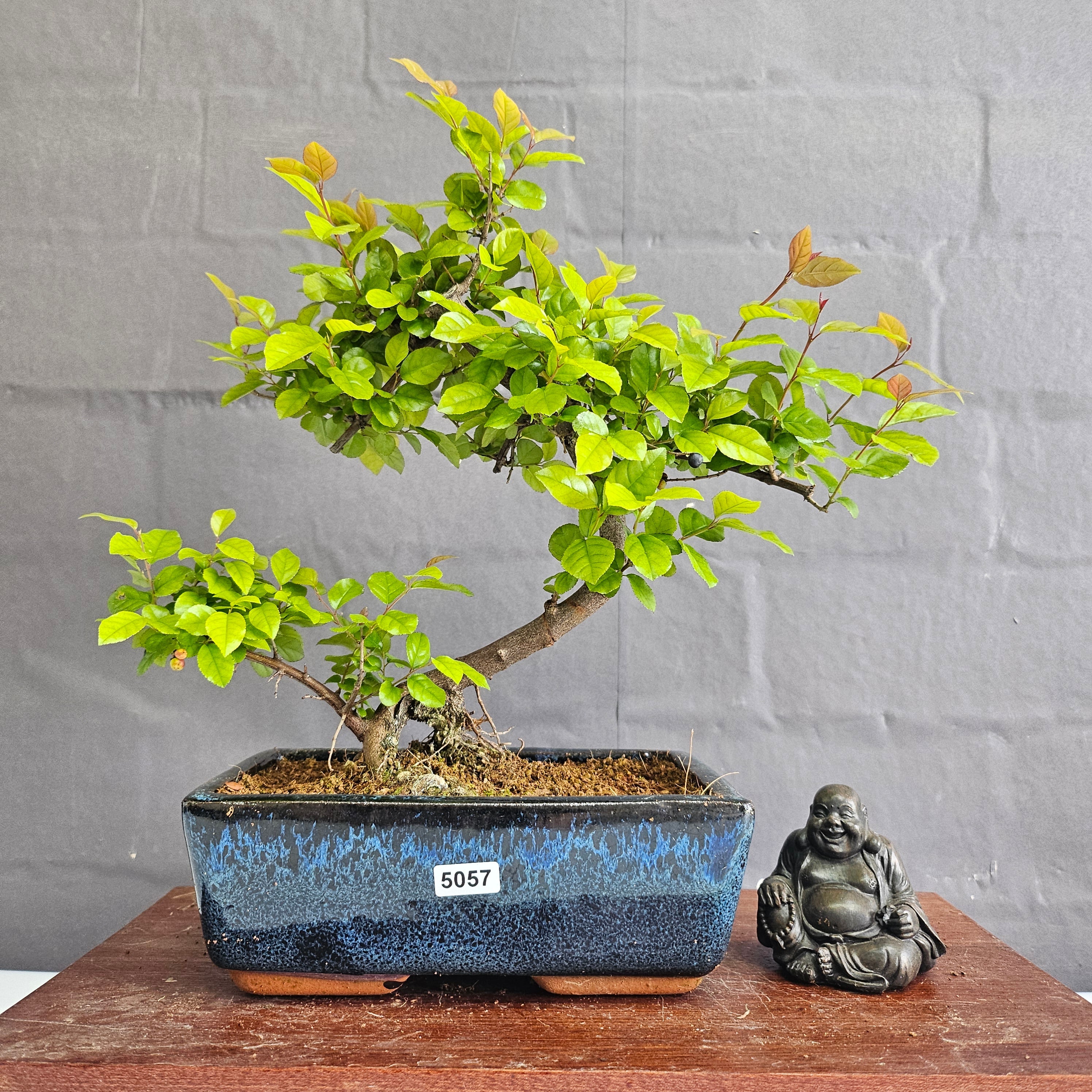 Bird Plum (Sageretia) Bonsai Tree | Shaped | In 20cm Pot