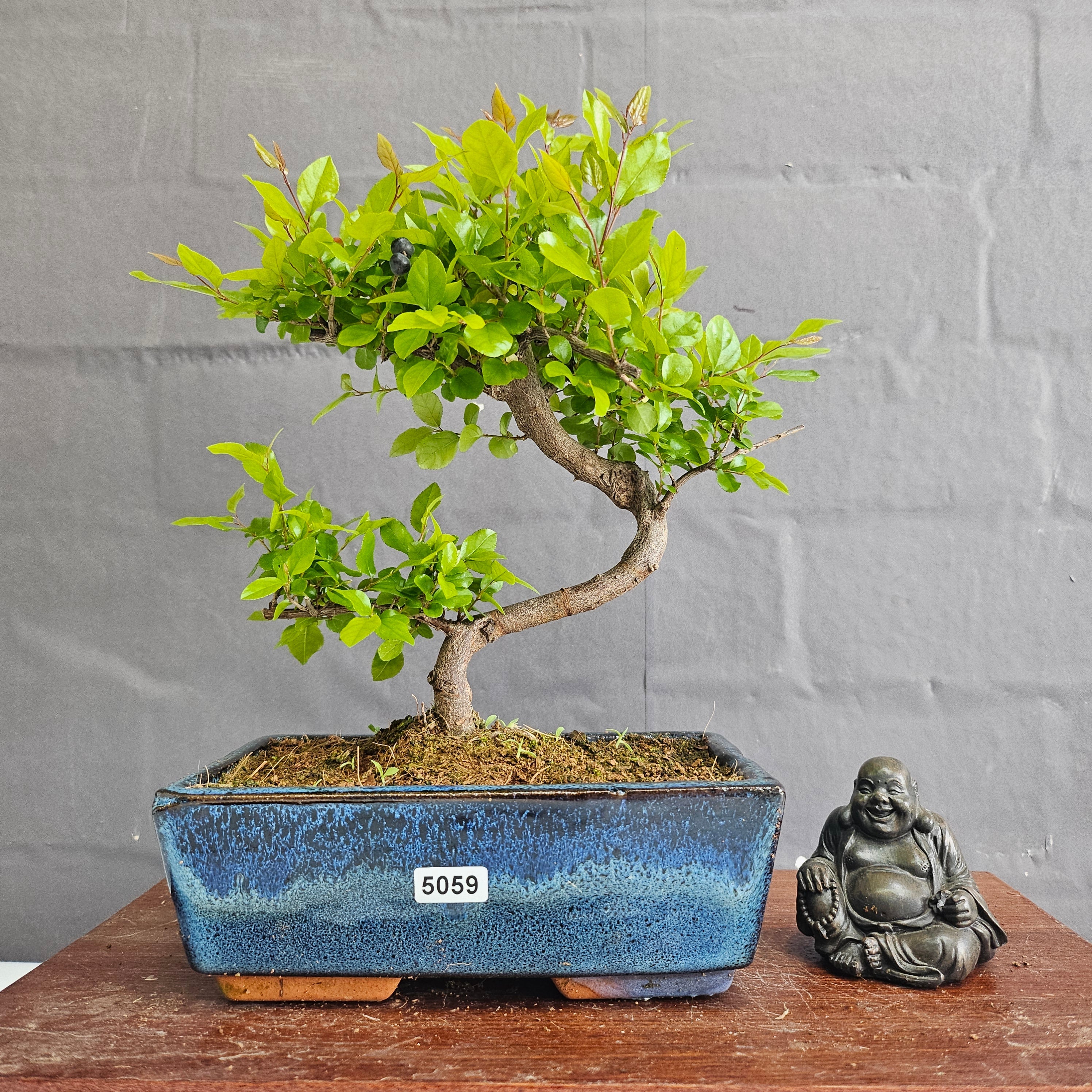Bird Plum (Sageretia) Bonsai Tree | Shaped | In 20cm Pot