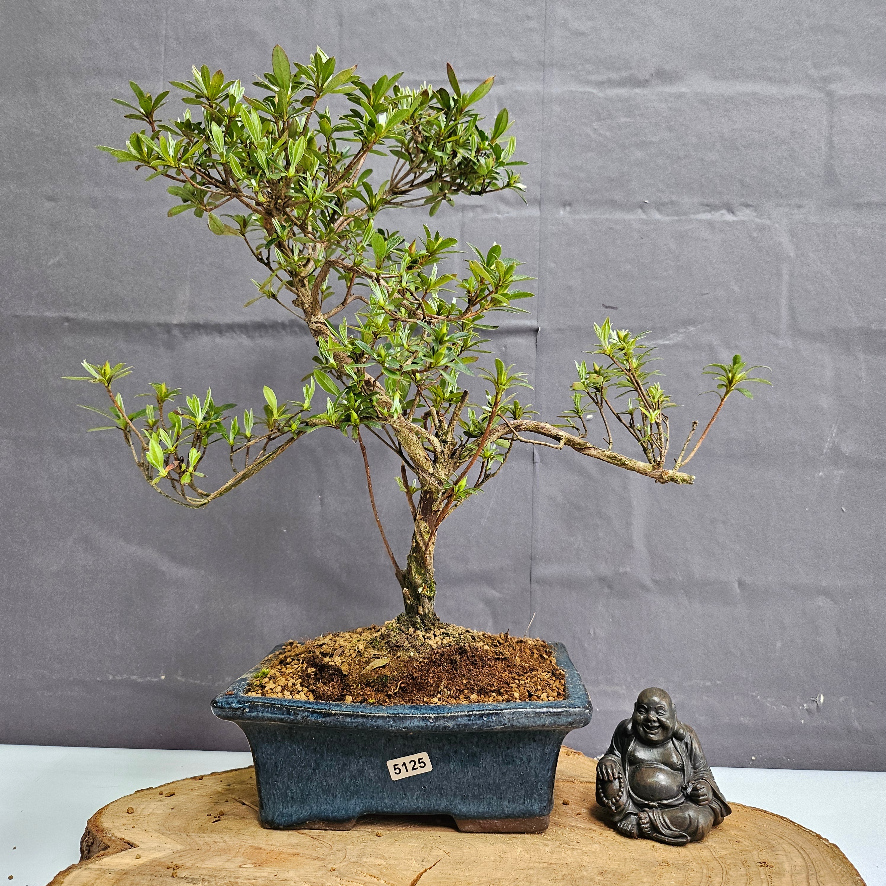 Azalea (Rhododendron) Bonsai Tree | Shaped | In 20cm Pot