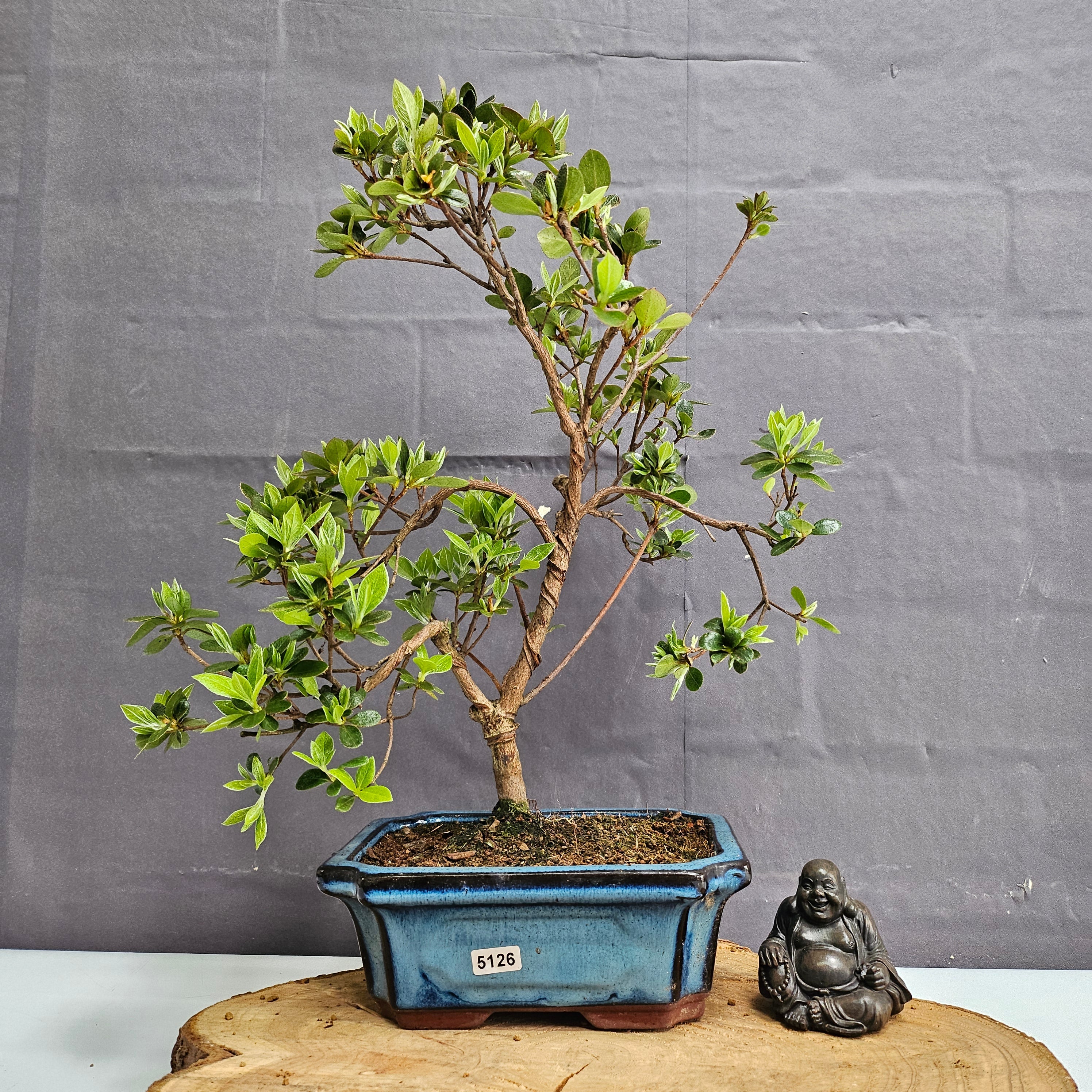 Azalea Bonsai Tree in 20cm Pot