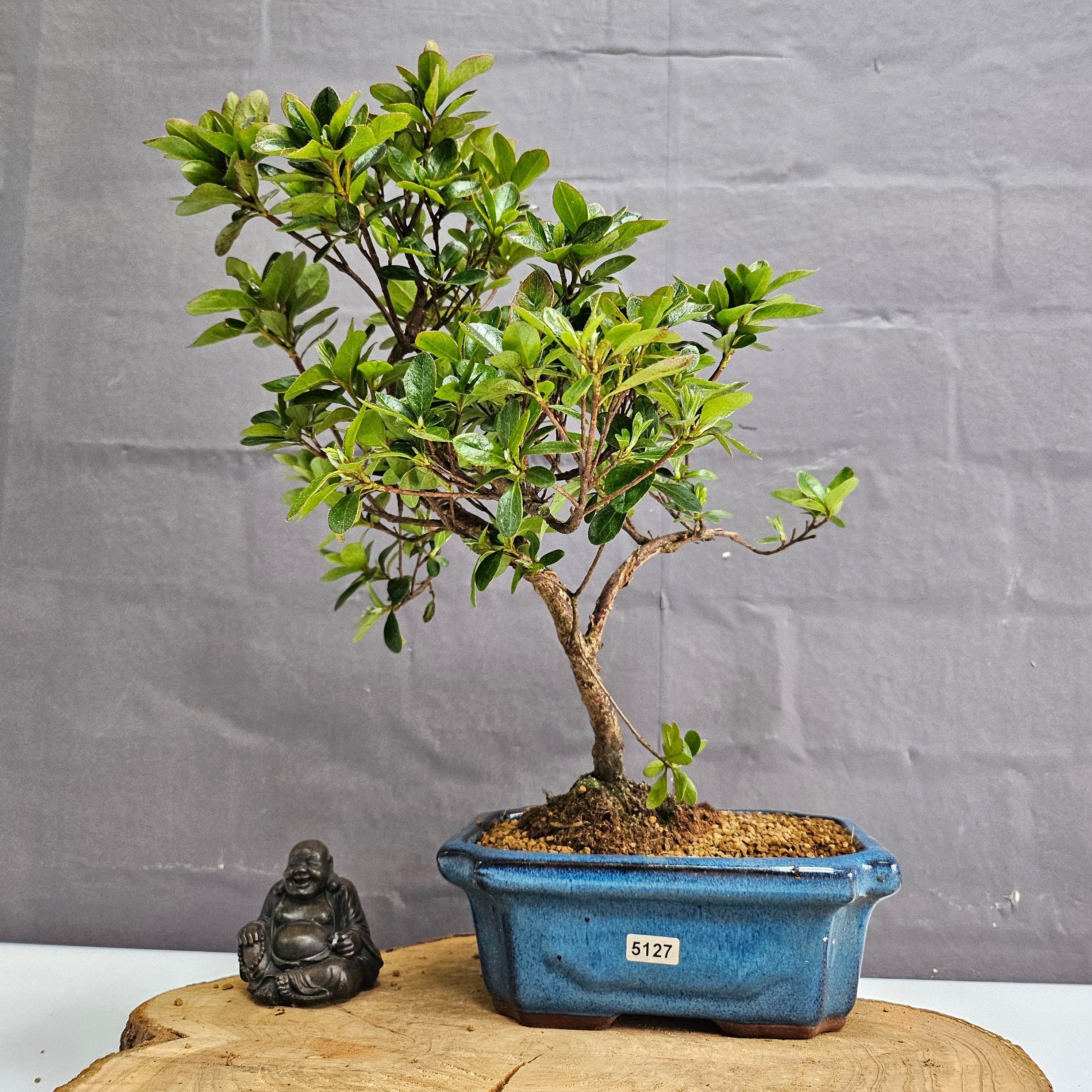 Azalea Bonsai Tree in 20cm Pot