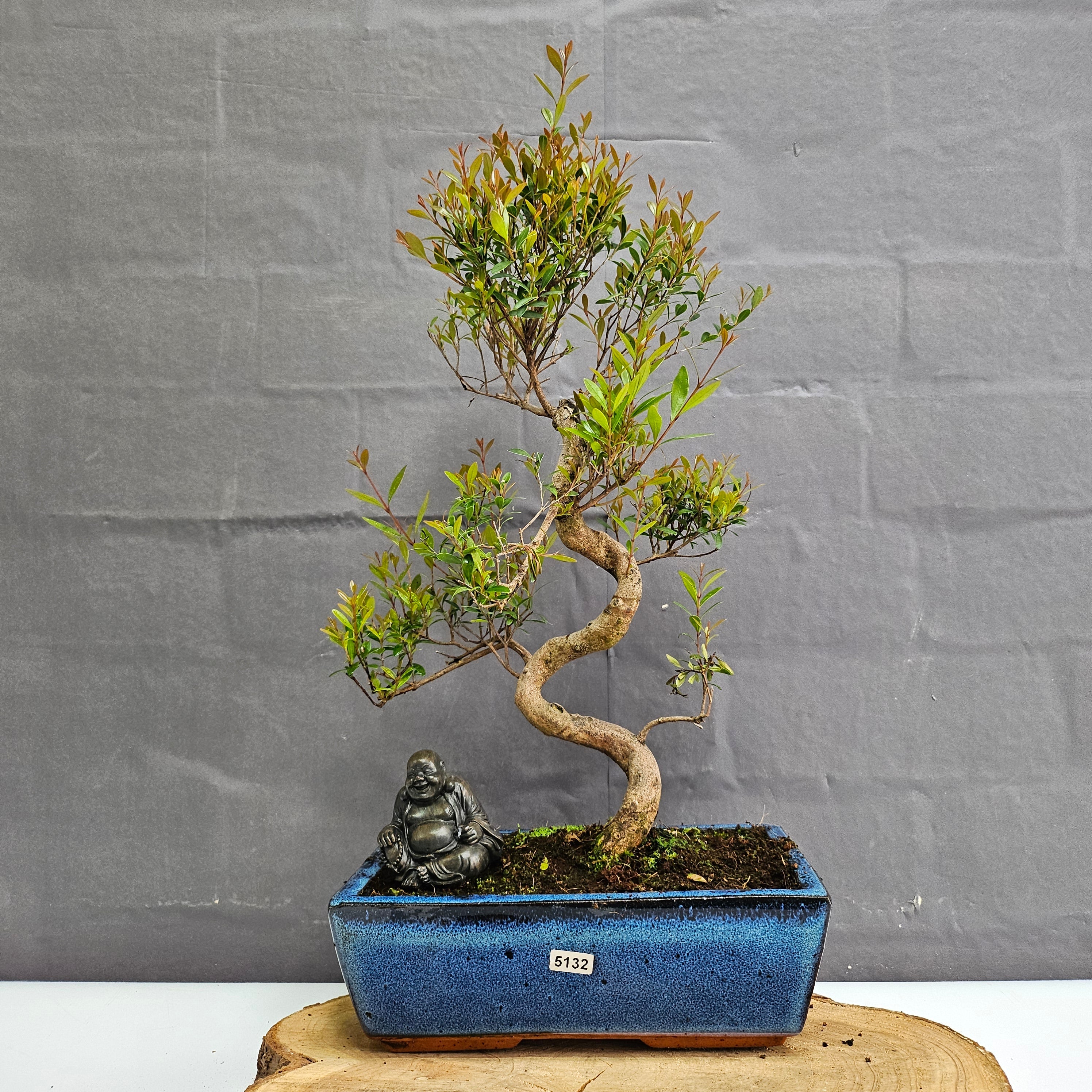 Brush Cherry (Syzygium) Bonsai Tree | Shaped | In 25cm Pot