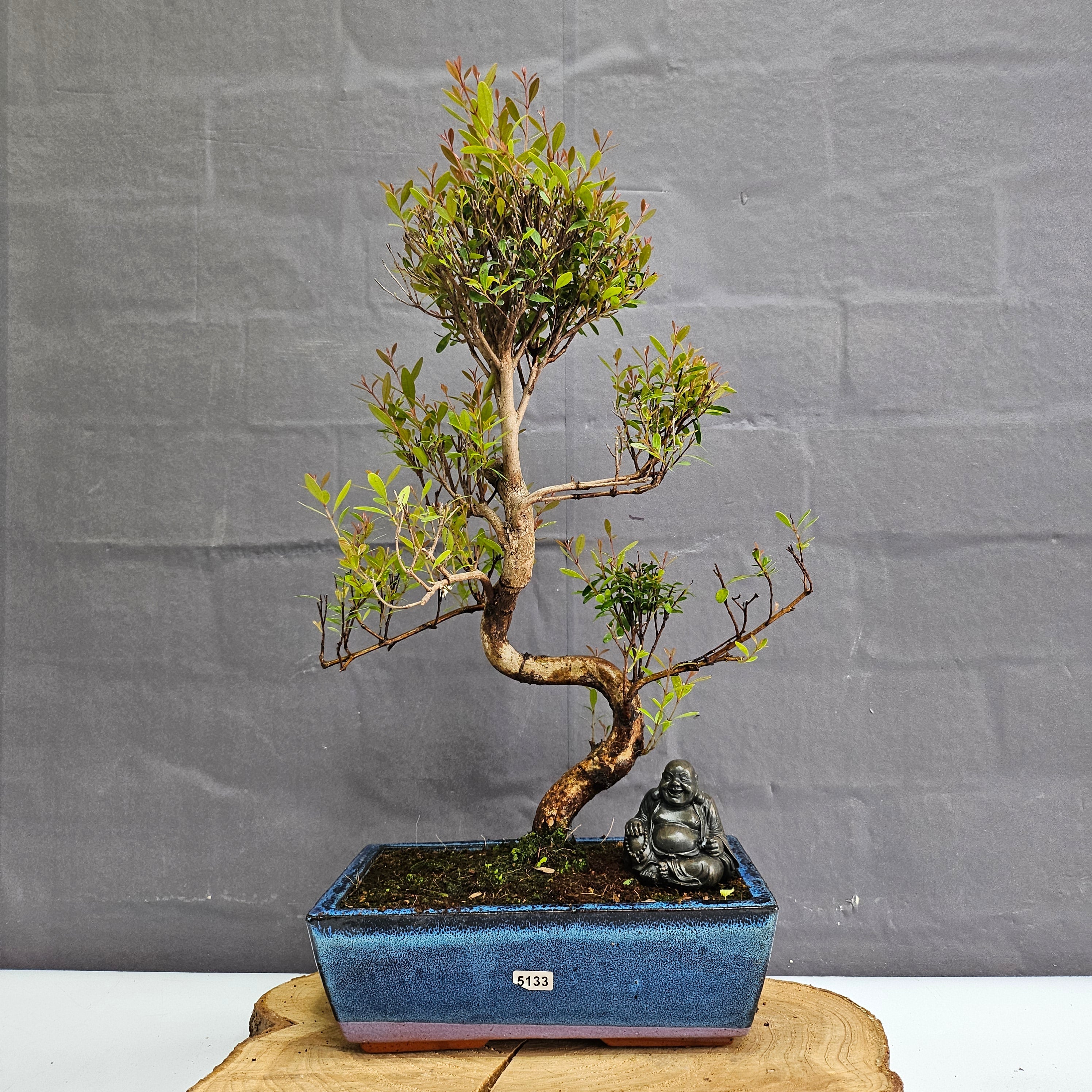 Brush Cherry (Syzygium) Bonsai Tree | Shaped | In 25cm Pot