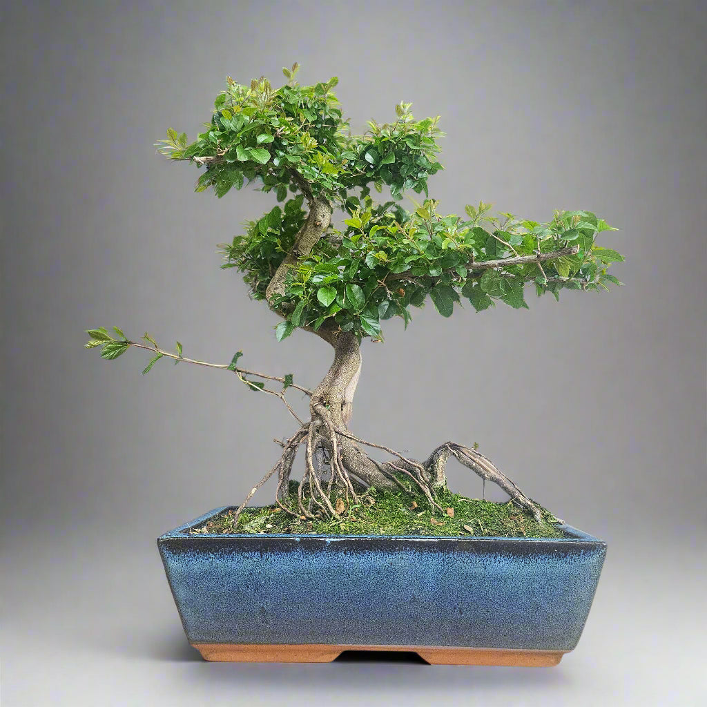 Bird Plum (Sageretia) Bonsai Tree | Shaped | In 30cm Pot
