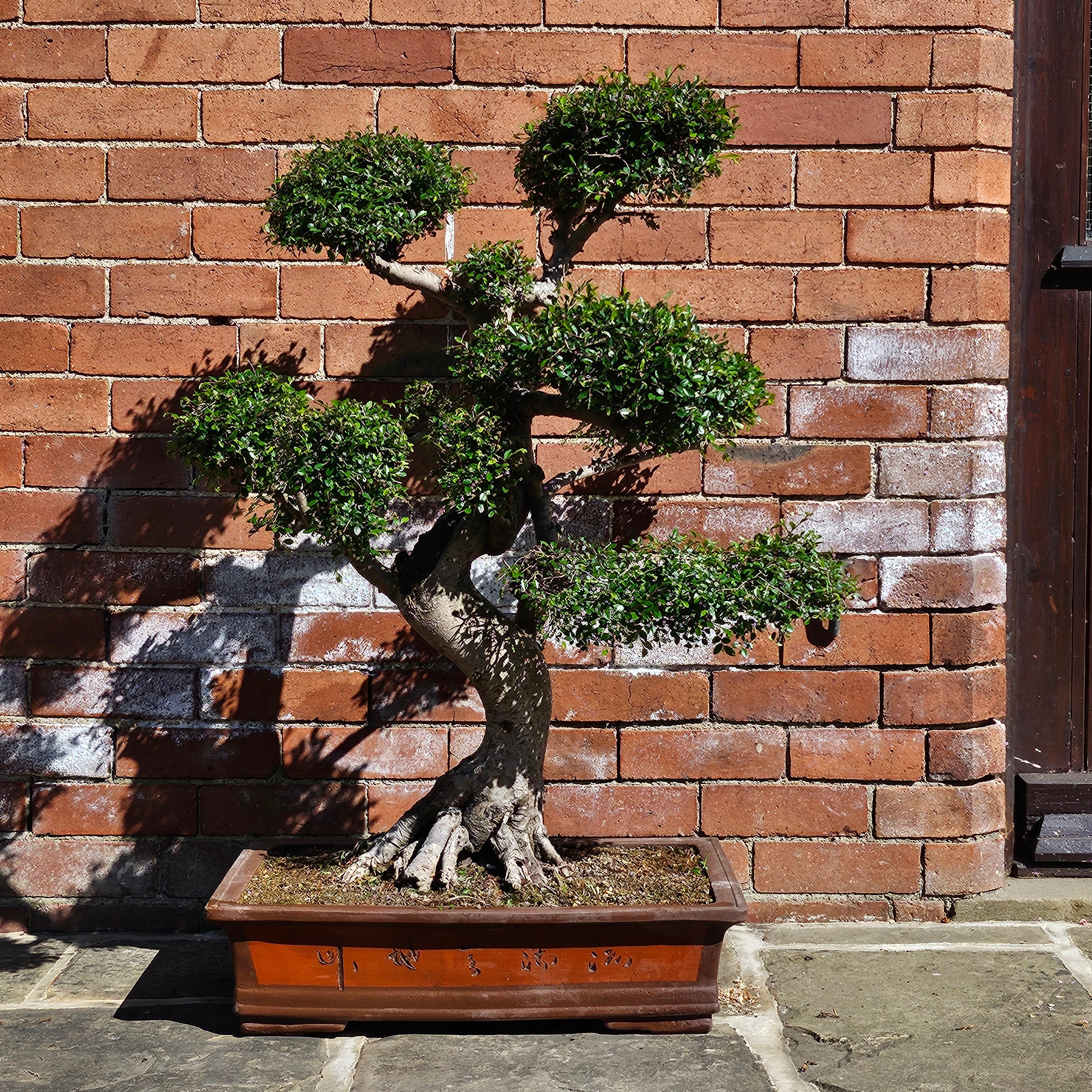 Large Chinese Elm (Ulmus Parvifolia) Bonsai Tree | Shaped Style | Height 110cm | In 60cm Pot
