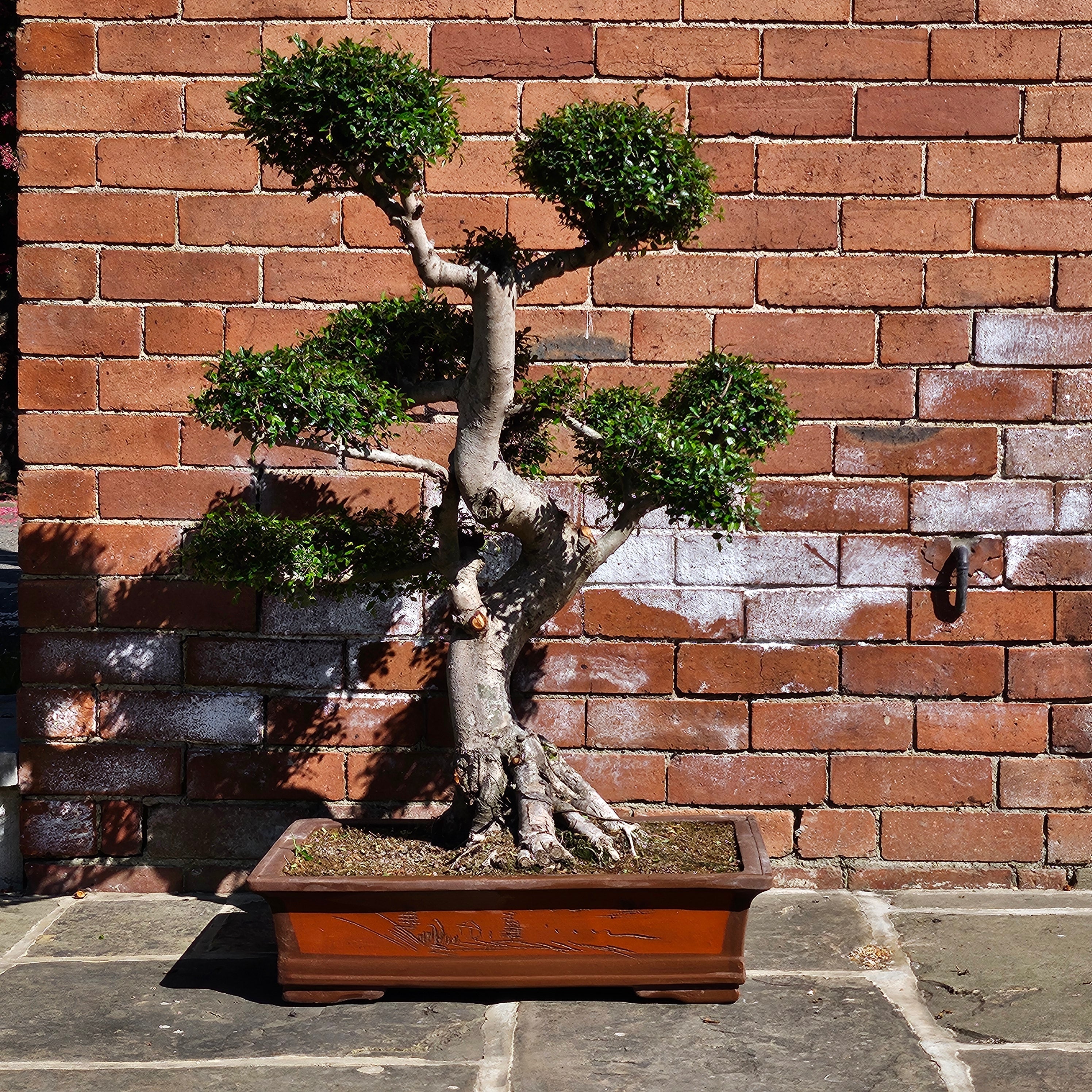 Large Chinese Elm (Ulmus Parvifolia) Bonsai Tree | Shaped Style | Height 110cm | In 60cm Pot