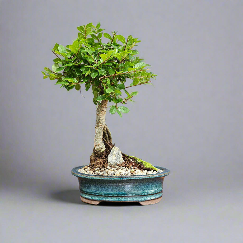 Chinese Elm (Ulmus Parvifolia) Bonsai Tree | Broom | In 16cm Pot | Great Gift