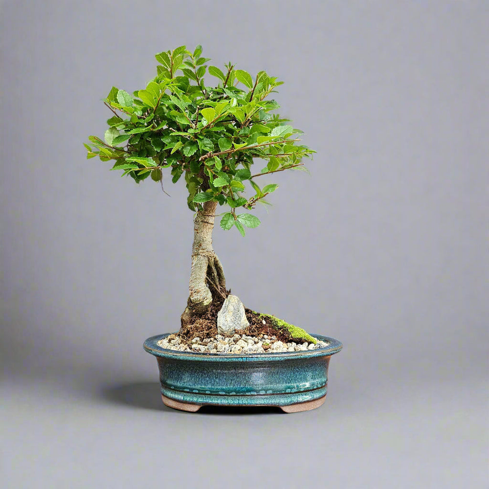 Chinese Elm (Ulmus Parvifolia) Bonsai Tree | Broom | In 16cm Pot | Great Gift