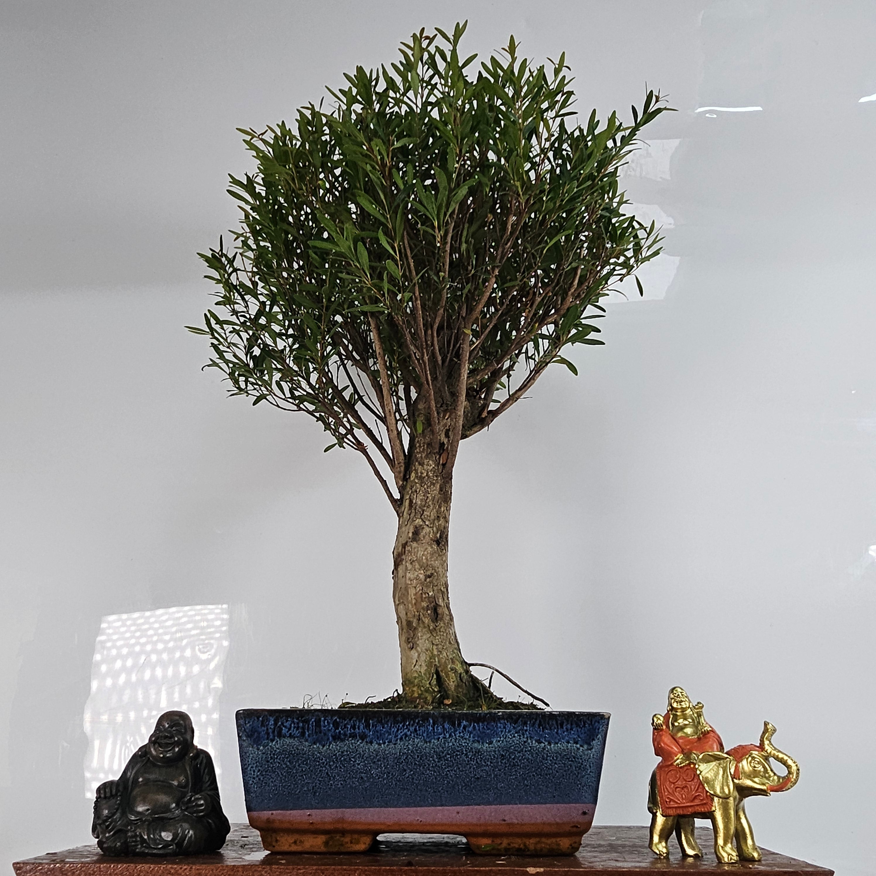Brush Cherry Bonsai Tree in 20cm Glazed Ceramic Pot - Stunning Indoor/Outdoor Plant
