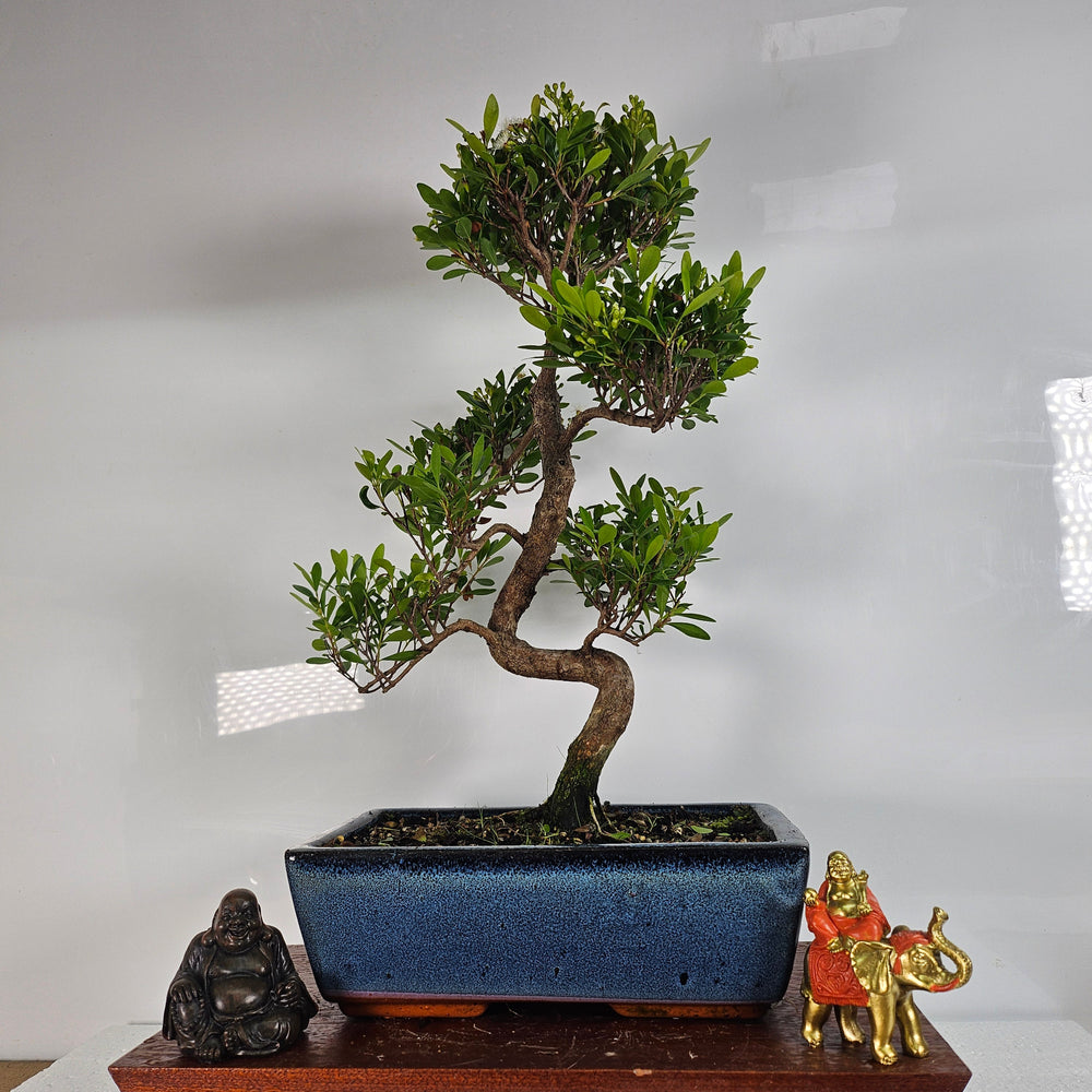 Brush Cherry (Syzygium) Bonsai Tree | Shaped | In 25cm Pot