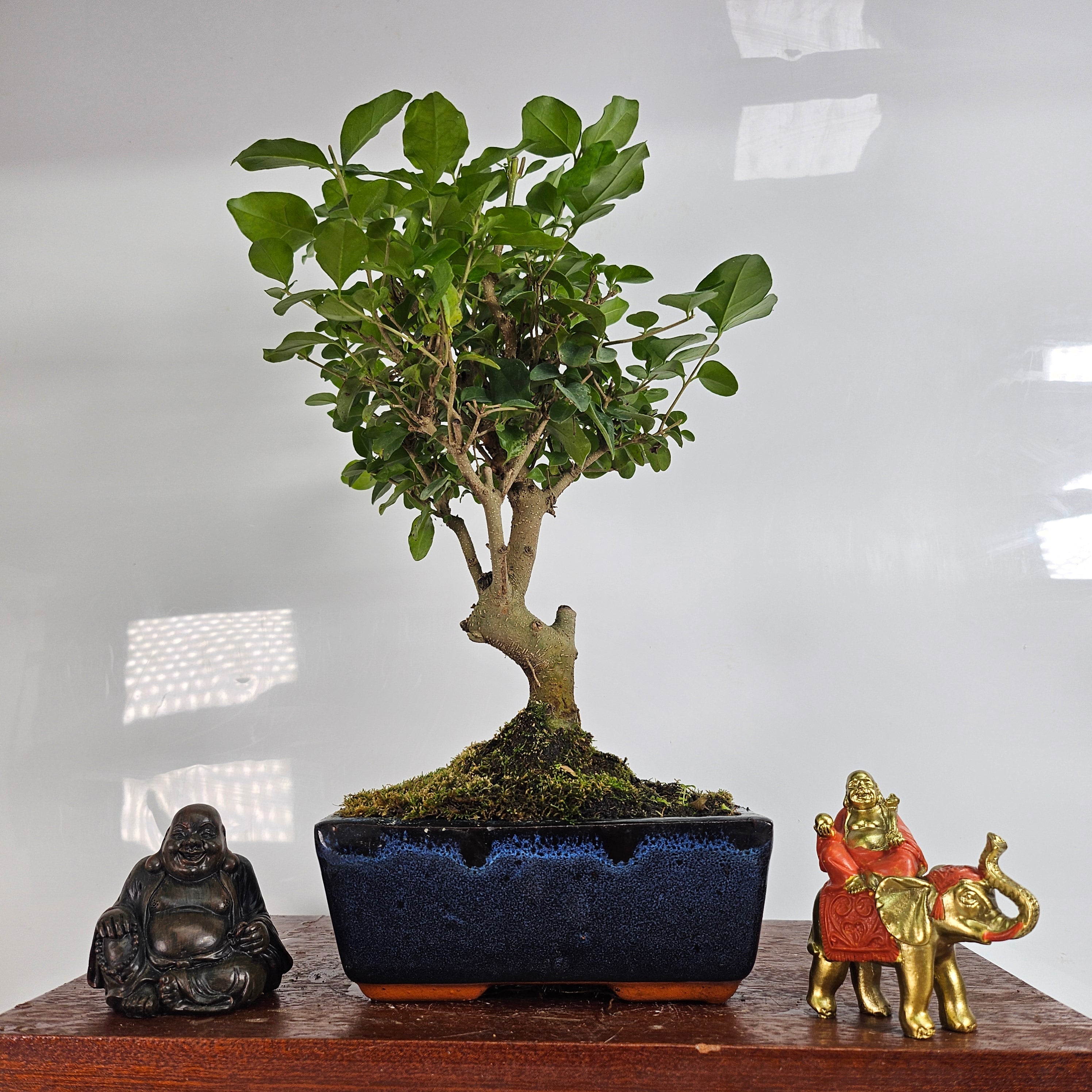 Chinese Privet (Ligustrum Sinense) Bonsai Tree | Broom | In 15cm Pot