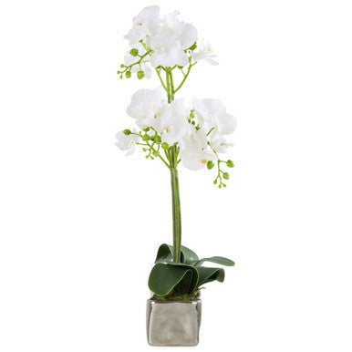 Fiori White Orchid Plant in Rectangular Pot