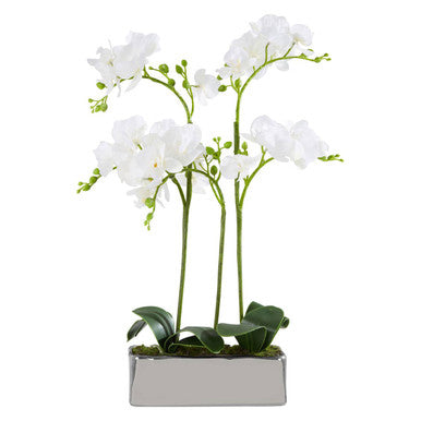 Fiori White Orchid Plant in Rectangular Pot