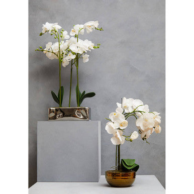 Fiori White Orchid Plant in Rectangular Pot