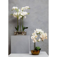 Fiori White Orchid Plant in Rectangular Pot