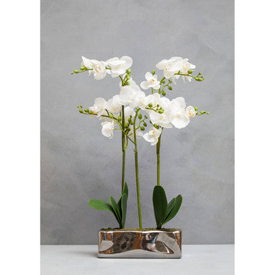 Fiori White Orchid Plant in Rectangular Pot