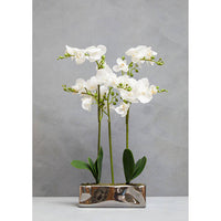 Fiori White Orchid Plant in Rectangular Pot