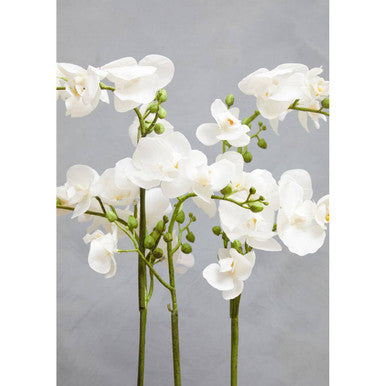 Fiori White Orchid Plant in Rectangular Pot