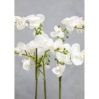 Fiori White Orchid Plant in Rectangular Pot