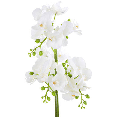 Fiori White Orchid Plant in Rectangular Pot