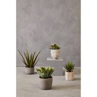 Fiori Buddha Pot Mixed Succulent