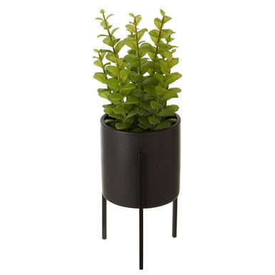 Fiori Thyme