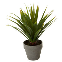 Fiori Agave Succulent