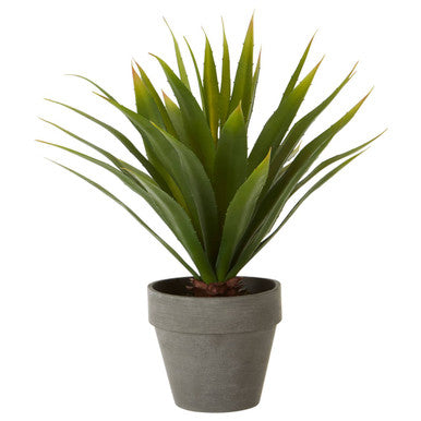 Fiori Agave Succulent