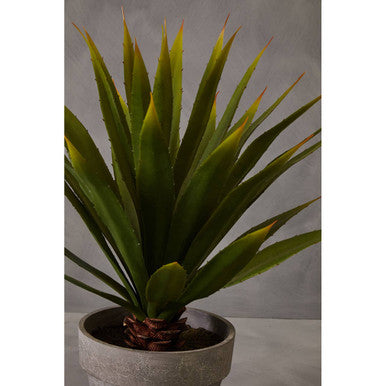 Fiori Agave Succulent