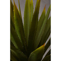 Fiori Agave Succulent