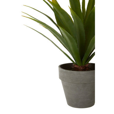 Fiori Agave Succulent