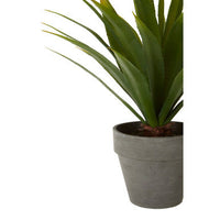 Fiori Agave Succulent