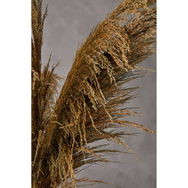 Fiori Pampas Grass Blue Stem