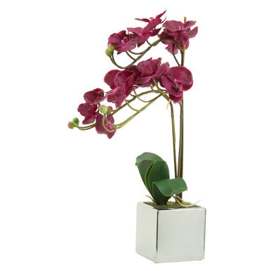 Fiori Aubergine Orchid Plant