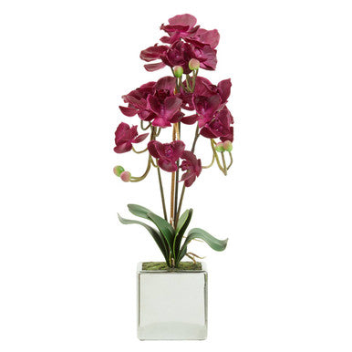 Fiori Aubergine Orchid Plant