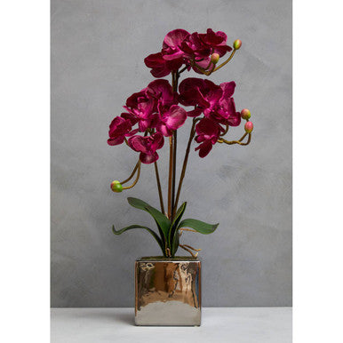 Fiori Aubergine Orchid Plant
