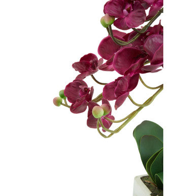 Fiori Aubergine Orchid Plant