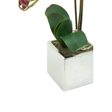 Fiori Aubergine Orchid Plant