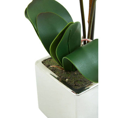 Fiori Aubergine Orchid Plant