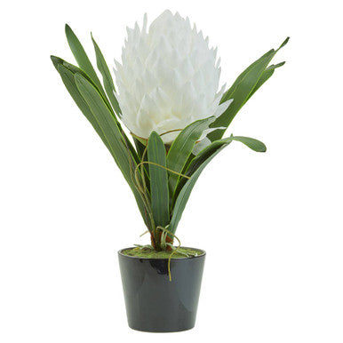 Fiori White Tropical Plant