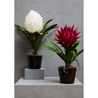 Fiori White Tropical Plant