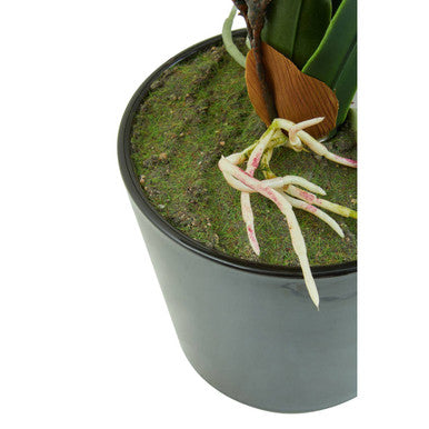 Fiori White Tropical Plant
