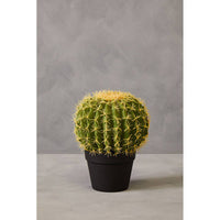 Fiori Cactus