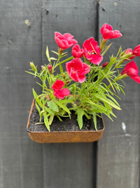 Vintage Rusty Metal Wall Mounted Planter / Herb Planter Plant Pot Fence Display