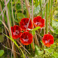 Small SunCatcher Garden Décor Ornament Set of 5 'Tulip'