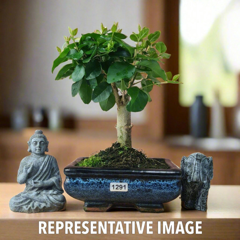 Chinese Privet (Ligustrum Sinense) Bonsai Tree | Broom | In 15cm Pot