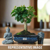 Chinese Privet (Ligustrum Sinense) Bonsai Tree | Broom | In 15cm Pot