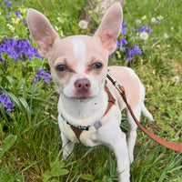 Tiny Trails Step In Soft Touch Suede Effect Faux Fur Lined Puppy and Small Dog Harness Mocha